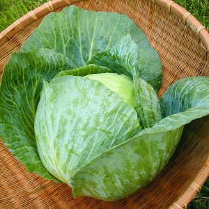 Bonnie Hybrid Cabbage
